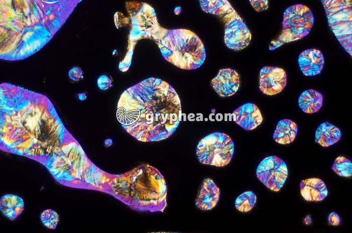 Vitamine C x10 - gryphea.org